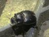 Copris lunaris